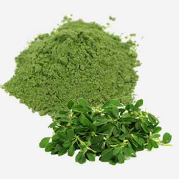 Dehydrated Kasuri Methi or Fenugreek Leaves/Powder