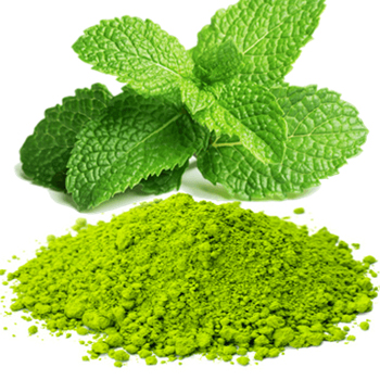 Dehydrated Pudina or Mint Leaves and Powder