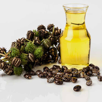 Castor - Seeds and Oil