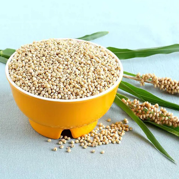 Sorghum or Jowar